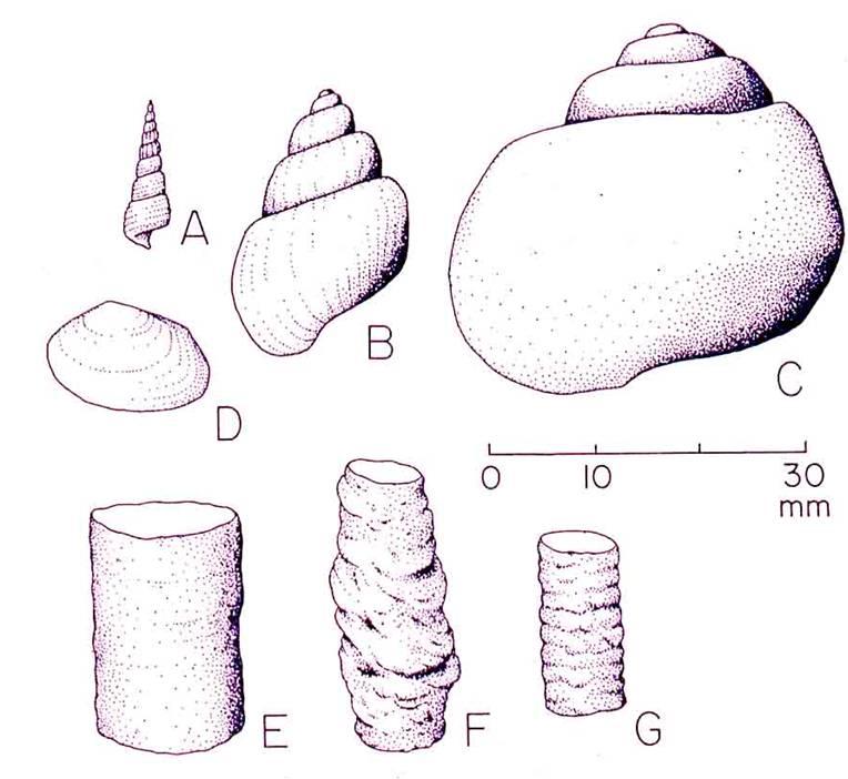 Photo provided by Gastropods, bivalves, and crustacean burrows from Lehman, 2010