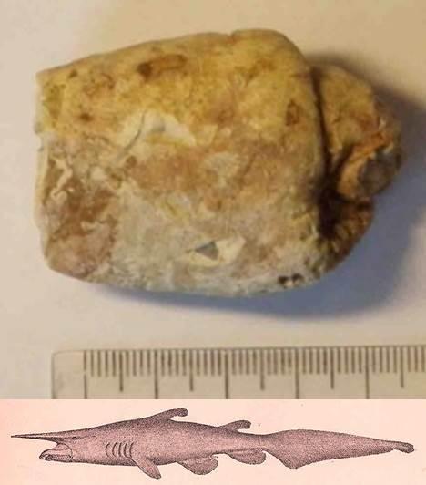 Photo provided by Scapanorhynchus coprolite with Goblin Shark sketch